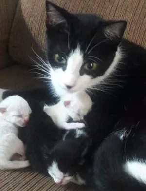 Gato raça Mestiço de siâmes idade Abaixo de 2 meses nome Sem nome