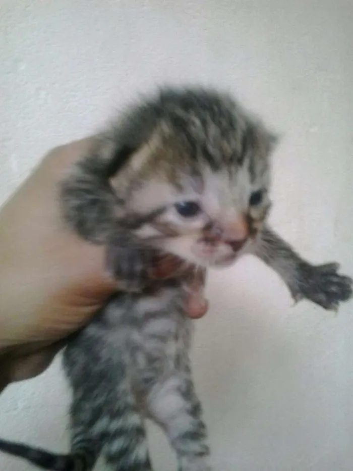 Gato raça Indefinida idade Abaixo de 2 meses nome Sem nome
