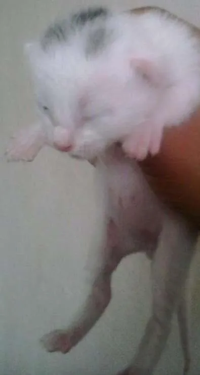 Gato raça Indefinida idade Abaixo de 2 meses nome Sem nome
