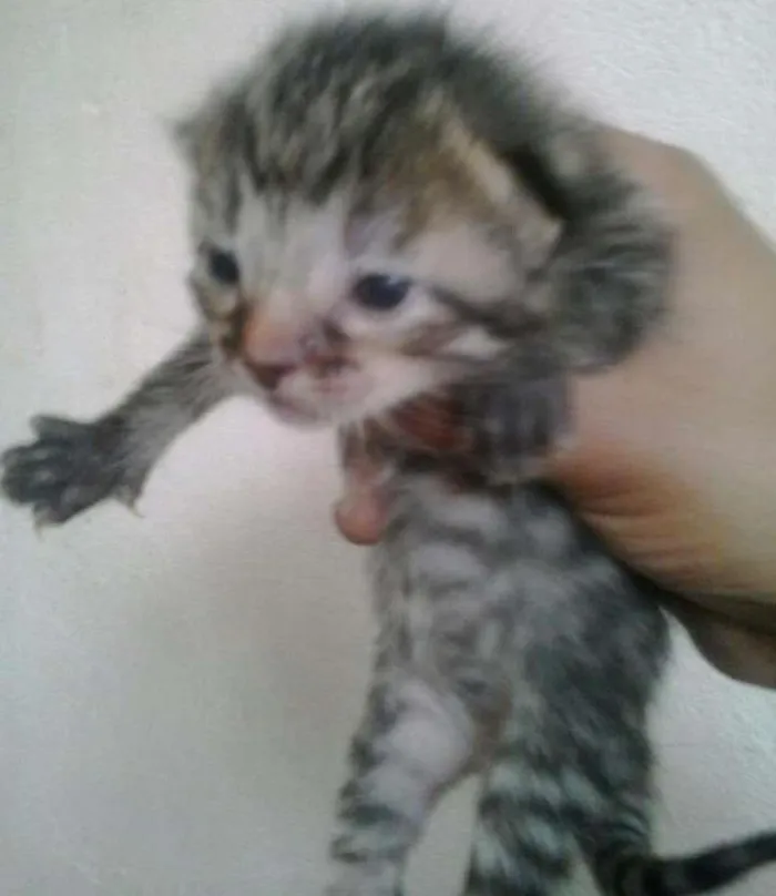 Gato raça Indefinida idade Abaixo de 2 meses nome Sem nome