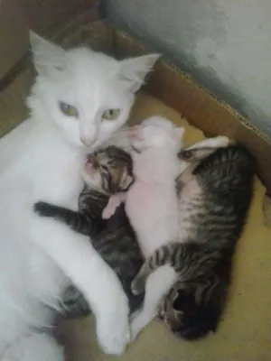 Gato raça Indefinida idade Abaixo de 2 meses nome Sem nome