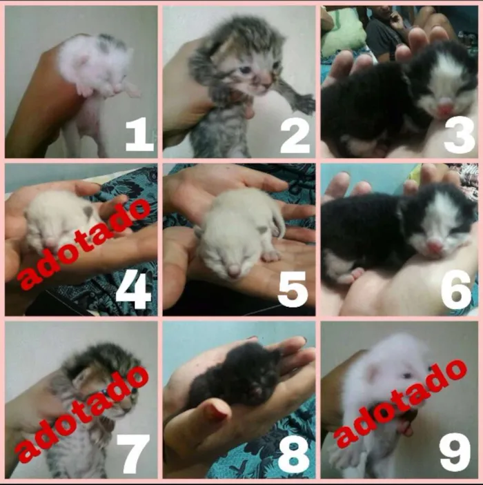 Gato raça Indefinida idade Abaixo de 2 meses nome Sem nome