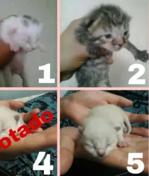 Gato raça Indefinida idade Abaixo de 2 meses nome Sem nome