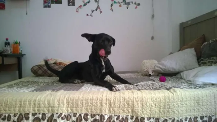 Cachorro ra a Vira lata idade 2 anos nome Sindhu