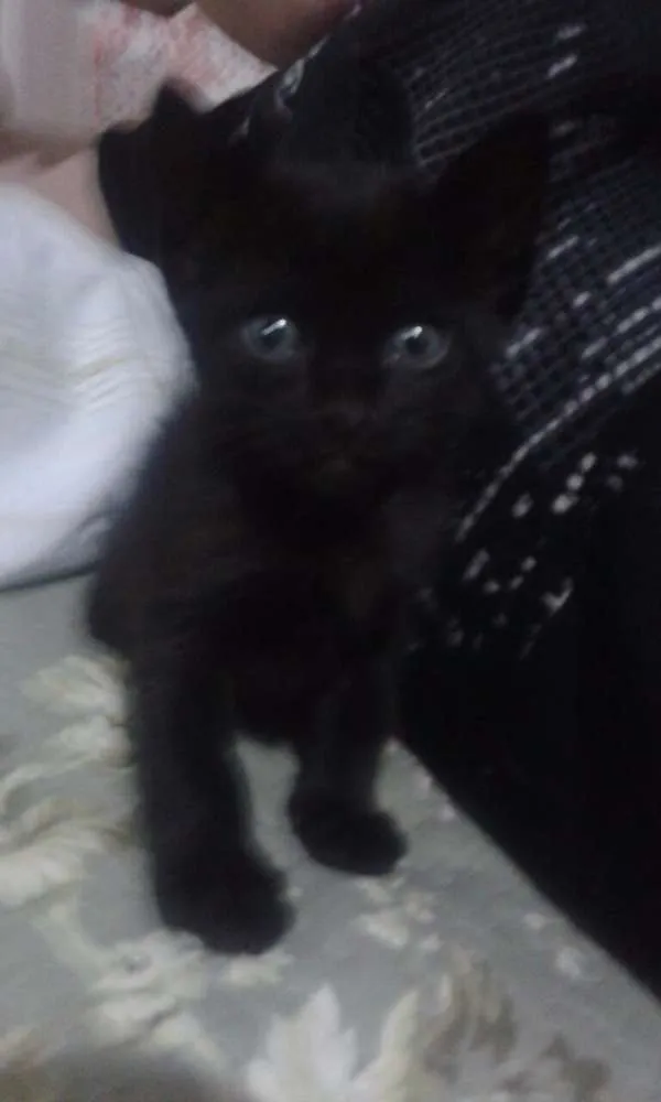 Gato ra a  idade 2 a 6 meses nome Adote