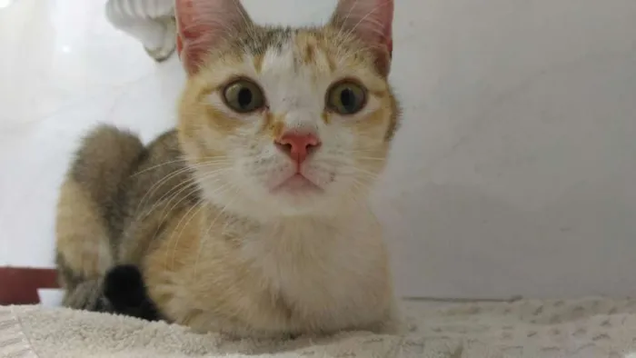 Gato ra a SRD idade 2 a 6 meses nome Gata