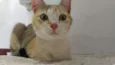 Gata