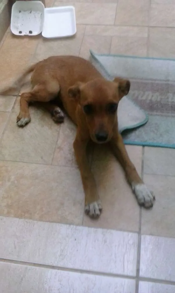 Cachorro raça não definida idade 7 a 11 meses nome snoopy