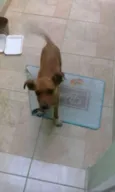 snoopy