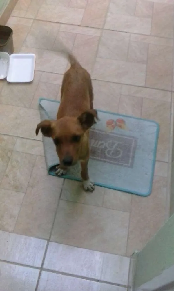 Cachorro raça não definida idade 7 a 11 meses nome snoopy