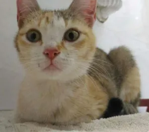 Gato raça SRD idade 2 a 6 meses nome Gata