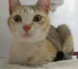 Gata