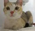 Gato raça SRD idade 2 a 6 meses nome Gata