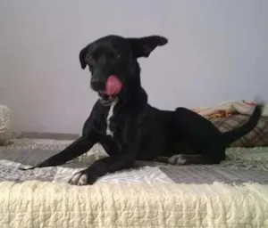 Cachorro raça Vira lata idade 2 anos nome Sindhu