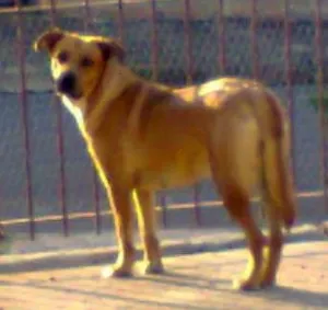 Cachorro raça  Rhodesian Ridgeback idade 2 anos nome Kelsy