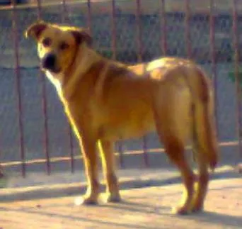 Cachorro raça  Rhodesian Ridgeback idade 2 anos nome Kelsy