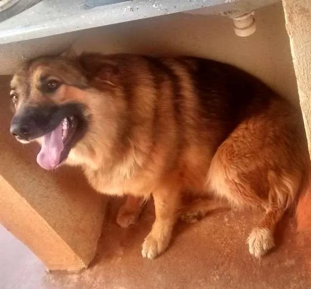 Cachorro ra a pastor alemao idade 1 ano nome Keity