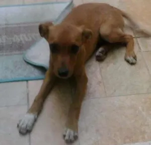 Cachorro raça não definida idade 7 a 11 meses nome snoopy