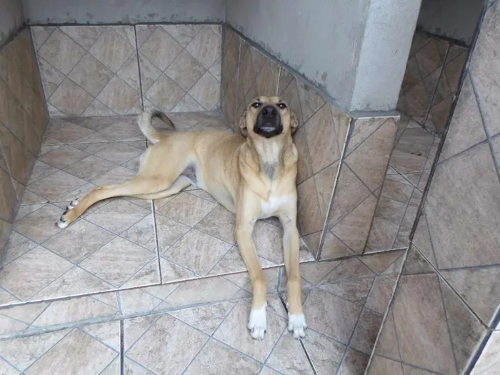 Cachorro raça SRD idade 2 anos nome Simba
