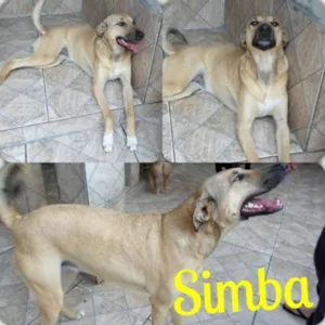 Cachorro raça SRD idade 2 anos nome Simba