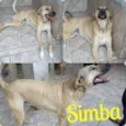 Cachorro raça SRD idade 2 anos nome Simba