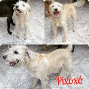 Cachorro raça SRD idade 2 anos nome Pixoxó