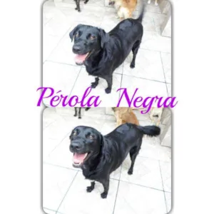 Cachorro raça Mix de Labrador idade 2 anos nome Pérola Negra