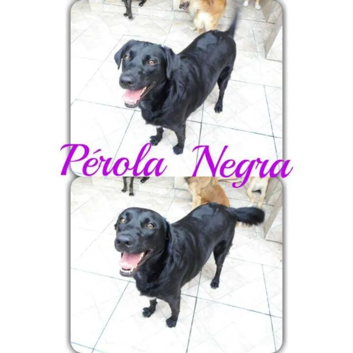 Cachorro ra a Mix de Labrador idade 2 anos nome Pérola Negra