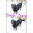 Pérola Negra