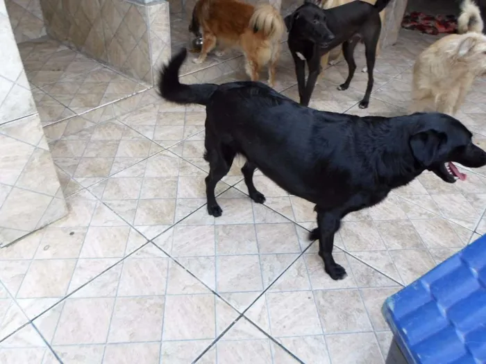 Cachorro ra a Mix de Labrador idade 2 anos nome Pérola Negra
