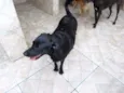Pérola Negra