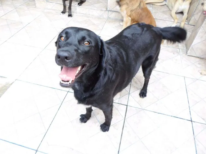 Cachorro ra a Mix de Labrador idade 2 anos nome Pérola Negra