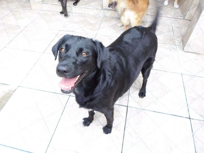 Cachorro ra a Mix de Labrador idade 2 anos nome Pérola Negra