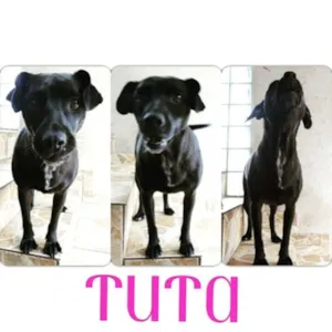 Cachorro raça SRD idade 2 anos nome Tuta