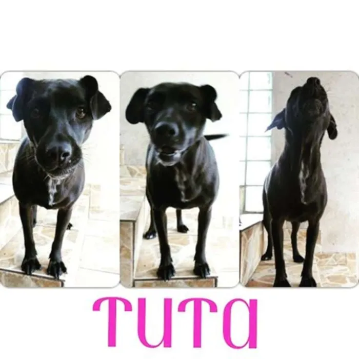 Cachorro ra a SRD idade 2 anos nome Tuta