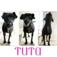 Tuta