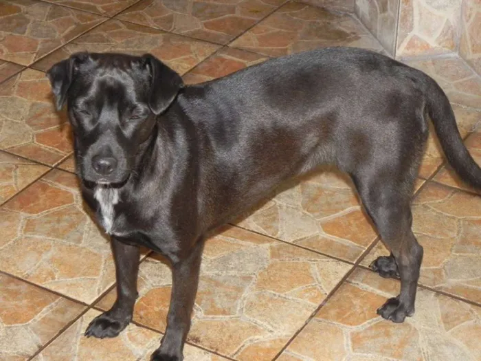 Cachorro ra a SRD idade 2 anos nome Tuta