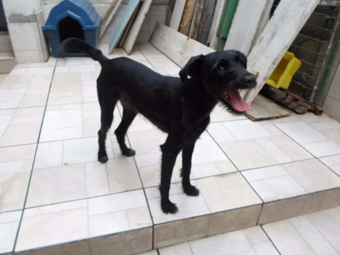 Cachorro raça SRD idade 1 ano nome Barba
