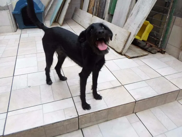 Cachorro raça SRD idade 1 ano nome Barba