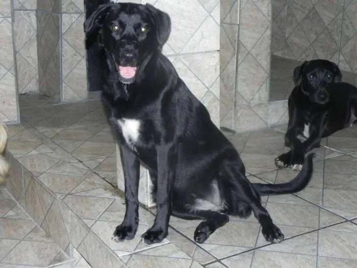 Cachorro ra a Mix de Labrador idade 2 anos nome Pérola Negra
