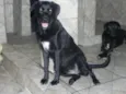 Pérola Negra