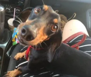 Cachorro raça Salsichinha idade 6 ou mais anos nome Hercolis