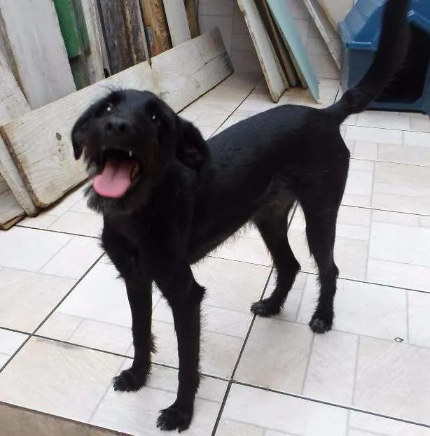 Cachorro raça SRD idade 1 ano nome Barba
