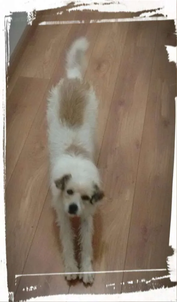 Cachorro ra a indefinido idade 7 a 11 meses nome Leco
