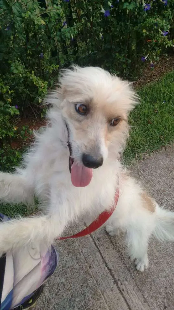 Cachorro ra a indefinido idade 7 a 11 meses nome Leco