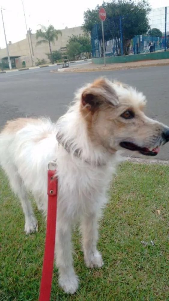 Cachorro ra a indefinido idade 7 a 11 meses nome Leco