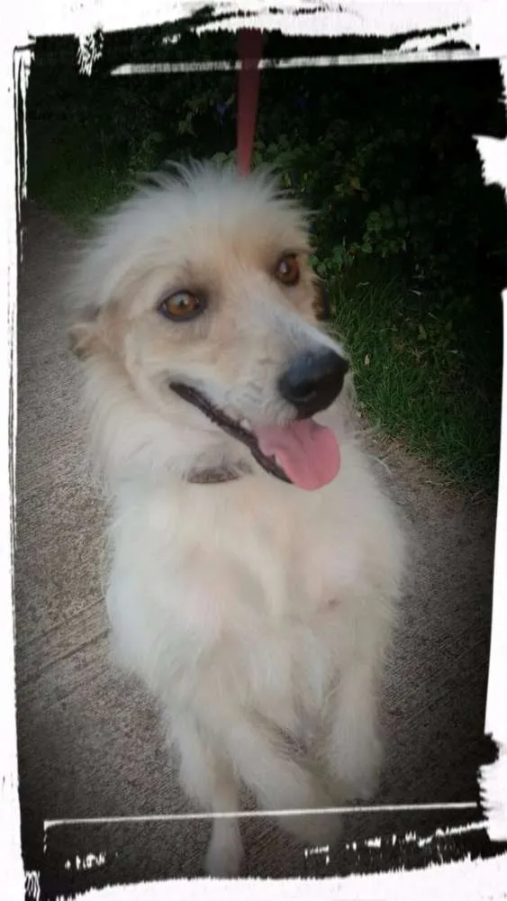 Cachorro ra a indefinido idade 7 a 11 meses nome Leco