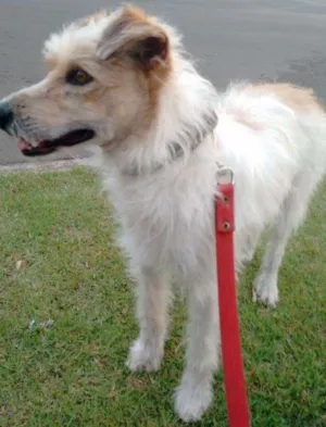 Cachorro raça indefinido idade 7 a 11 meses nome Leco