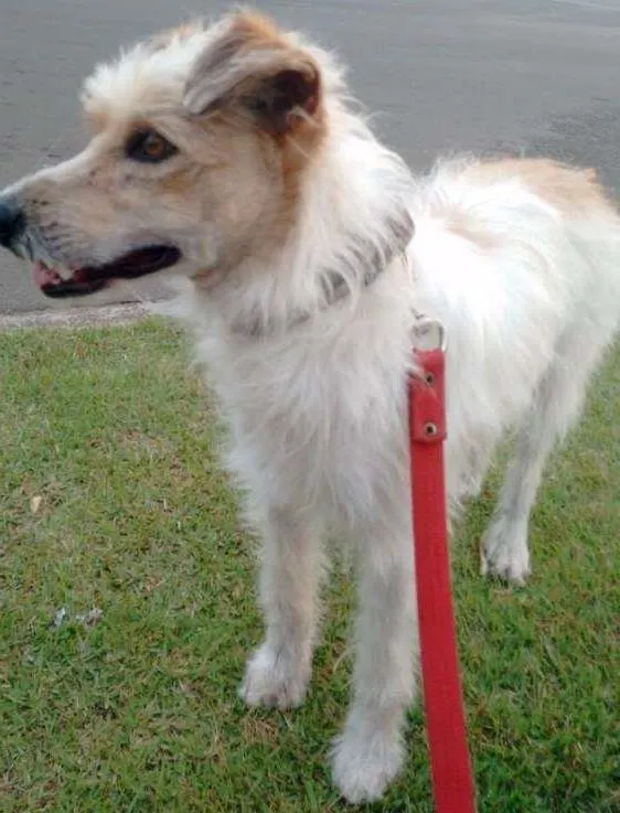Cachorro ra a indefinido idade 7 a 11 meses nome Leco