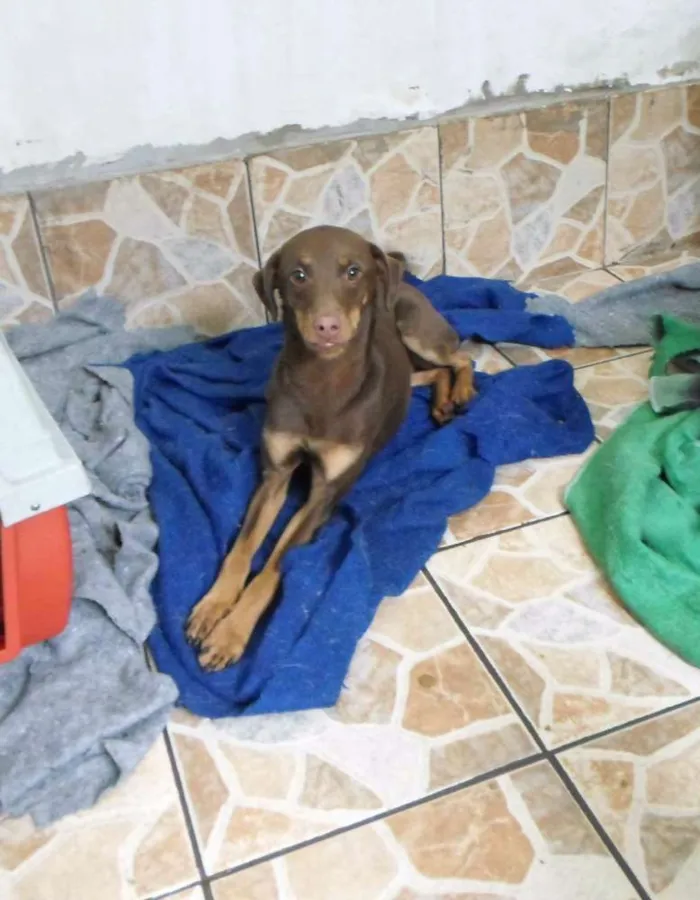 Cachorro raça SRD idade 1 ano nome Choco